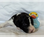 Puppy Beef Maltipoo-Shih-Poo Mix