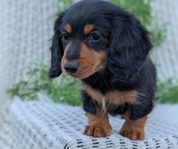 Medium Photo #11 Dachshund Puppy For Sale in GOSHEN, IN, USA