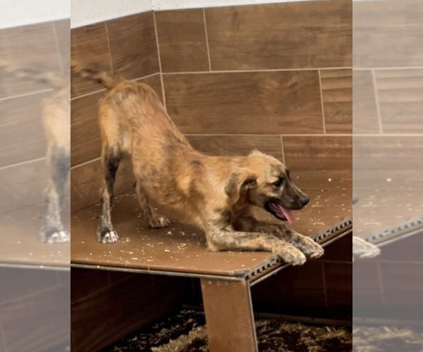 Medium Photo #4 Australian Shepherd-Unknown Mix Puppy For Sale in Green Forest, AR, USA
