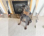 Small #1 Doberman Pinscher