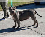 Small #7 American Pit Bull Terrier-American Staffordshire Terrier Mix