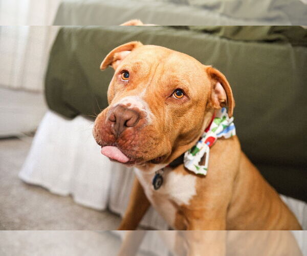 Medium Photo #2 Bullypit Puppy For Sale in Princeton, MN, USA
