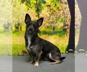 Medium Chihuahua Mix