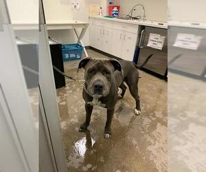 American Pit Bull Terrier-Unknown Mix Dogs for adoption in Berkeley , CA, USA