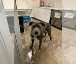 Small American Pit Bull Terrier Mix
