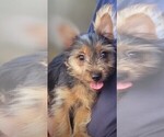 Puppy Eclair Yorkshire Terrier