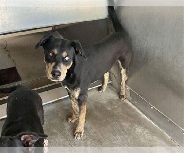 Medium Photo #2 Labrador Retriever-Unknown Mix Puppy For Sale in San Bernardino, CA, USA