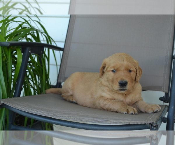 Medium Photo #5 Golden Retriever Puppy For Sale in GREENWOOD, WI, USA