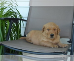 Small #4 Golden Retriever