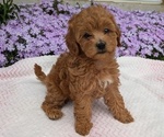 Puppy Bella Maltipoo