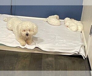 Father of the Bichon Frise puppies born on 11/16/2022
