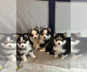 Pomsky Puppy for Sale in MCMINNVILLE, Oregon USA