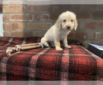 Small Photo #14 Labradoodle Puppy For Sale in LOS ANGELES, CA, USA