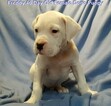 Small Photo #282 Dogo Argentino Puppy For Sale in PINEVILLE, MO, USA