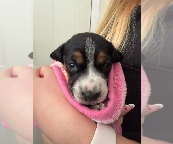 Medium Photo #1 Beagle-Unknown Mix Puppy For Sale in New York, NY, USA