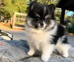 Puppy Ayla Pomeranian