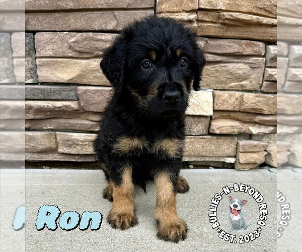 Medium Photo #2 Rottle Puppy For Sale in Omaha, NE, USA