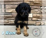 Small #1 Rottle