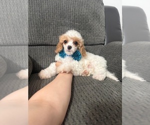 Cavapoo (Toy) Puppy for sale in JEFFERSONVILLE, IN, USA