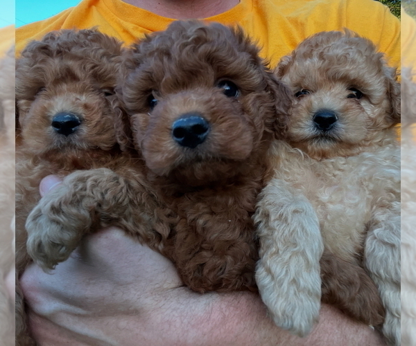 Medium Photo #1 Goldendoodle (Miniature) Puppy For Sale in HARKER HEIGHTS, TX, USA