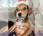 Small #4 Mutt