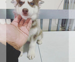 Small Photo #10 Siberian Husky Puppy For Sale in DANBURY, CT, USA