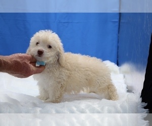 Poodle (Toy) Puppy for sale in DYERSBURG, TN, USA