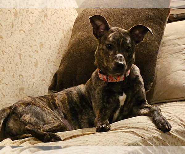 Medium Photo #11 Mountain Cur-Whippet Mix Puppy For Sale in Brooklyn Center, MN, USA