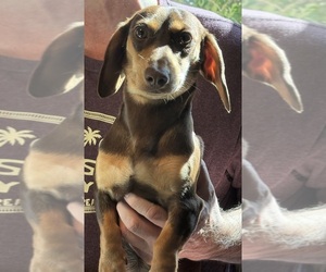 Mother of the Dachshund puppies born on 08/29/2025