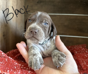 German Shorthaired Pointer Puppy for Sale in SALUDA, South Carolina USA