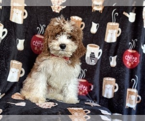 Cavapoo Puppy for Sale in LAKELAND, Florida USA