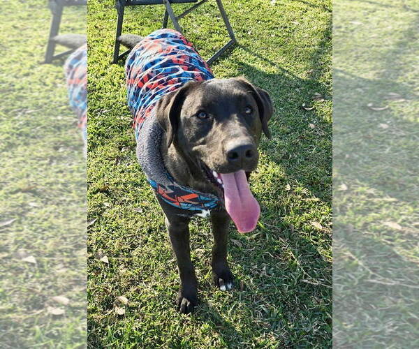 Medium Photo #2 Labrador Retriever-Unknown Mix Puppy For Sale in Oakhurst, NJ, USA