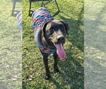 Small #1 Labrador Retriever Mix