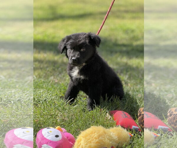 Medium Photo #1 Mutt Puppy For Sale in Yardley, PA, USA