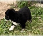 Small Photo #9 Miniature Australian Shepherd Puppy For Sale in ARDMORE, OK, USA