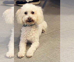 Poodle (Miniature) Dogs for adoption in Rancho Cucamonga, CA, USA