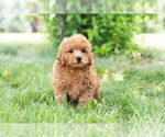 Small #11 Poodle (Toy)