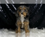 Small Photo #20 Cavapoo Puppy For Sale in WARSAW, IN, USA