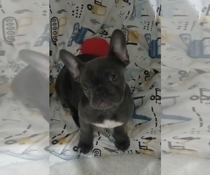 French Bulldog Puppy for sale in CHICAGO, IL, USA