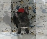 Small French Bulldog