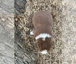 Small Photo #18 Australian Shepherd Puppy For Sale in SMITHS GROVE, KY, USA