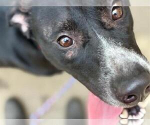 American Pit Bull Terrier-Labrador Retriever Mix Dogs for adoption in Tulsa, OK, USA