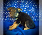 Small #2 Australian Kelpie Mix