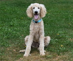 Small #2 Poodle (Standard)