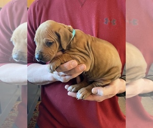 Rhodesian Ridgeback Puppy for sale in DIVIDE, CO, USA