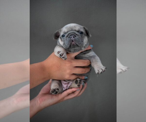 Medium Photo #1 French Bulldog Puppy For Sale in TUSTIN, CA, USA