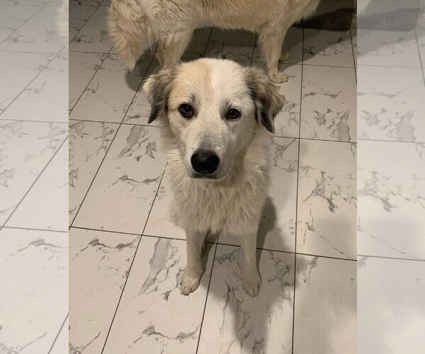 Medium Photo #6 Great Pyrenees Puppy For Sale in Dallas, TX, USA