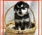 Small Photo #1 Goberian Puppy For Sale in BRINKHAVEN, OH, USA