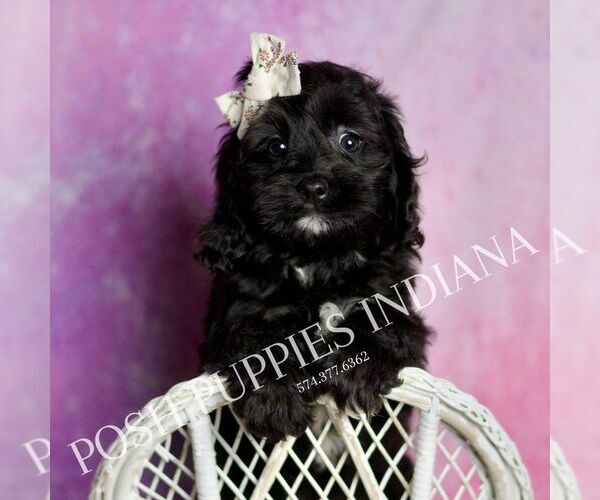 Medium Photo #16 Cavapoo (Miniature) Puppy For Sale in WARSAW, IN, USA