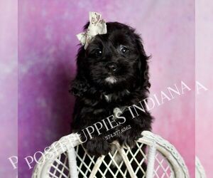 Medium Cavapoo (Miniature)